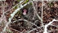 Pic: BH Wildlife Consultancy/PA
BEST QUALITY AVAILABLE Screen grab from a undated handout drone footage from BH Wildlife Consultancy of a Japanese macaque which escaped from the Highland Wildlife Park on Sunday. Experts searching for the monkey have been able to follow his progress using drones. Keepers said that the the monkey is making his way closer to the Highland Wildlife Park. Issue date: Wednesday January 31, 2024.