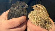 A pair of birds rescued in North Bellmore, N.Y., Thursday, Jan. 25, 2024. Pic: Humane Long Island via AP