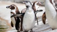 Bielsa the baby Humbolt penguin, named after Leeds United manager Marcelo Bielsa after his side secured promotion, who went on show to the public for the first time today at the Coastal Zone of Lotherton Wildlife World at Lotherton Hall country house near Aberford, West Yorkshire.