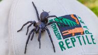 The Sydney funnel-web spider dubbed &#39;Hercules&#39;. Pic: AP