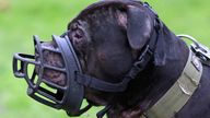 File pic: Toby Melville/Reuters
Dog owner Terry Wigzell places a muzzle on his XL Bully &#39;Duke&#39; ahead of his application for an exemption following the banning of the breed by the British government, at home in London, Britain, January 12, 2024. REUTERS/Toby Melville