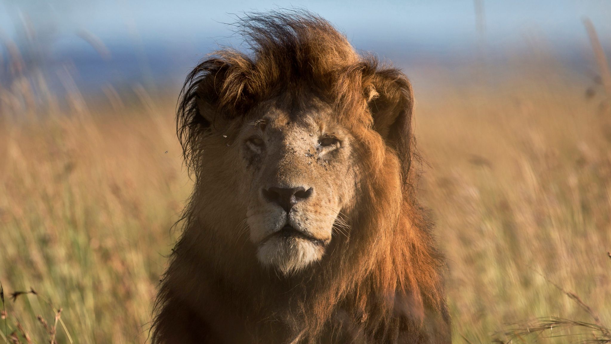 skynews-africa-lion-kenya_6433698.jpg