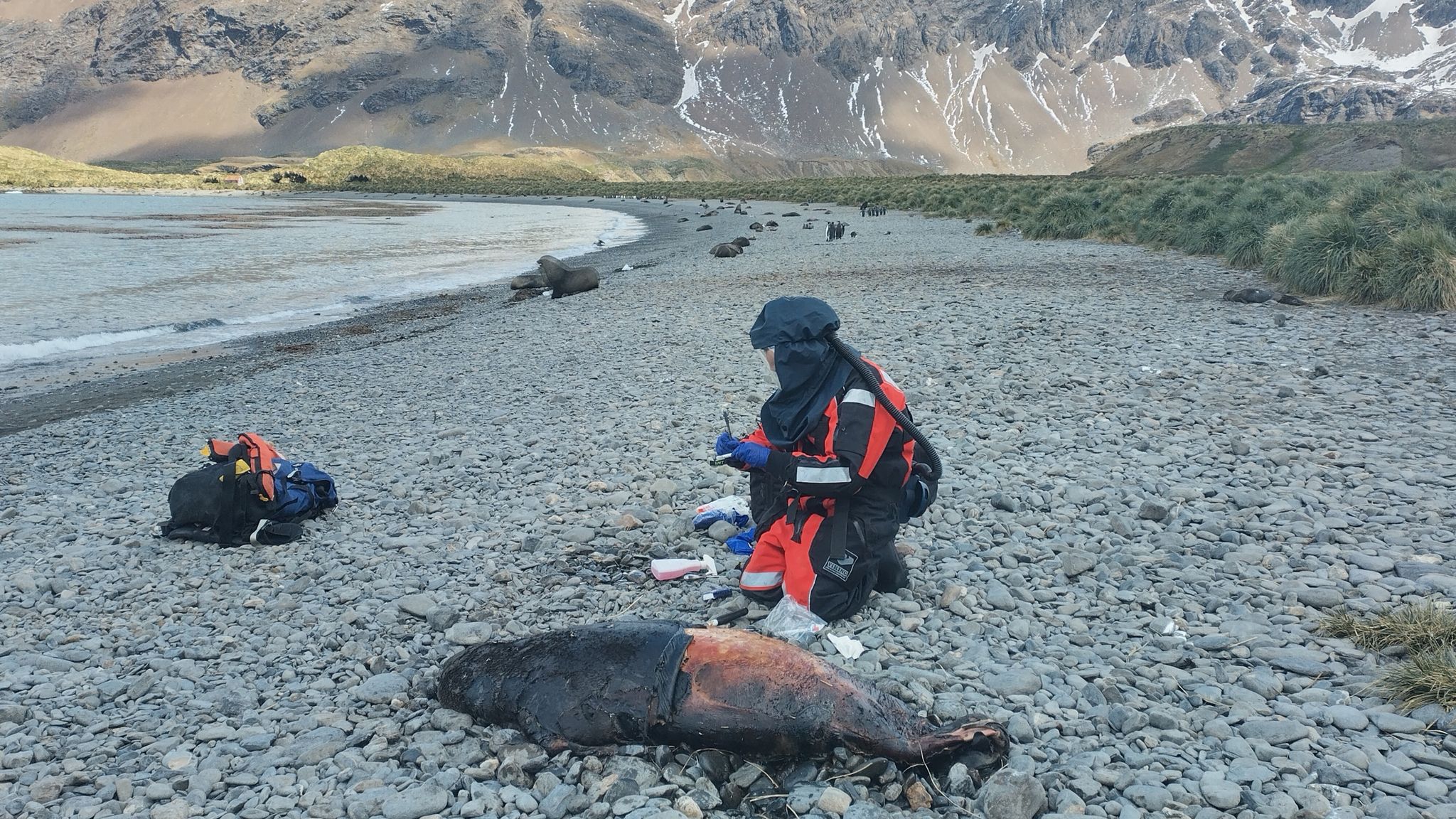 Highly infectious form of bird flu confirmed for first time in
