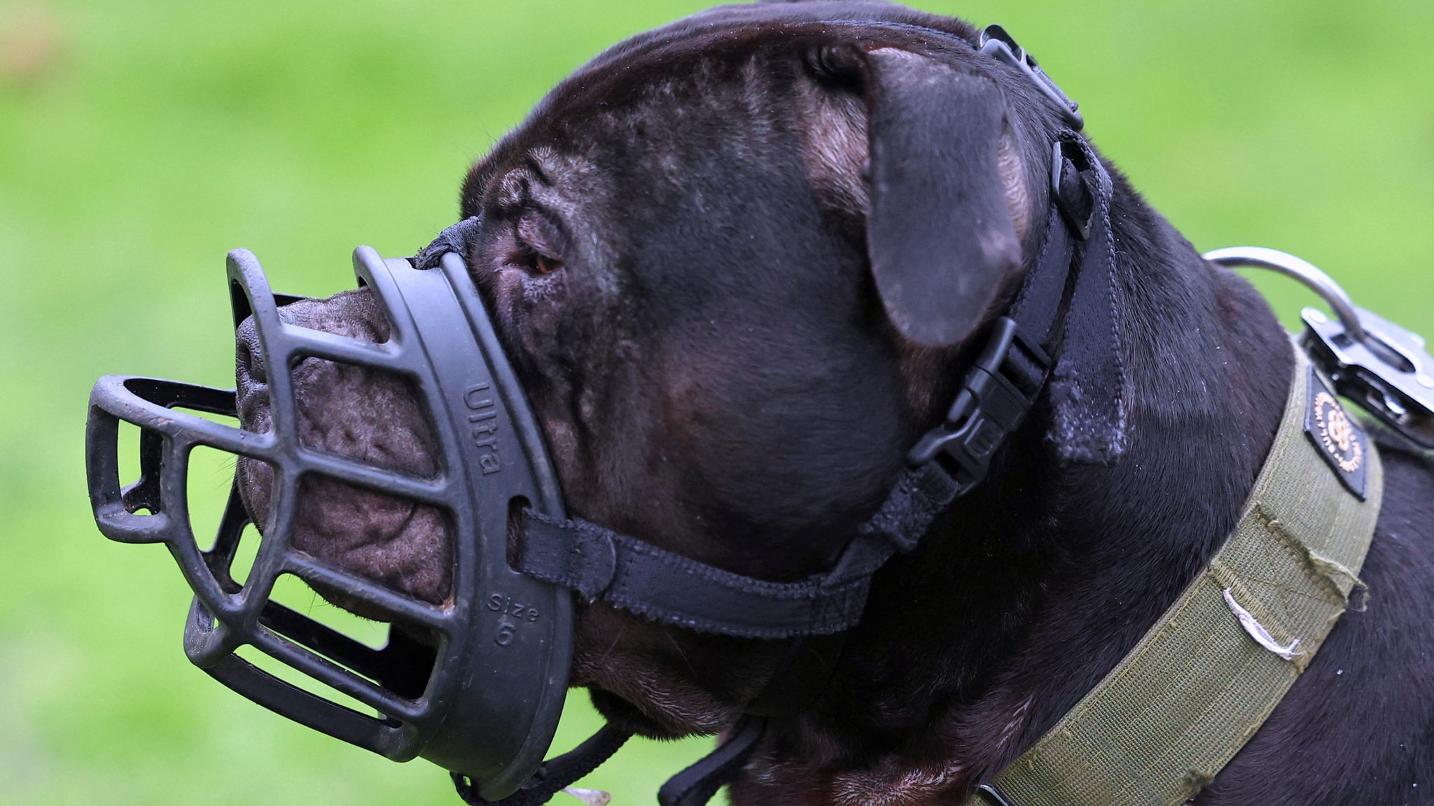 Scottish government's XL bully dog exemption application process opens ...