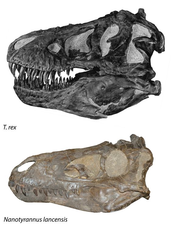 Comparison of T. rex and Nanotyrannus skulls.  Image: Longrich et al/ Fossil Studies/PA Wire