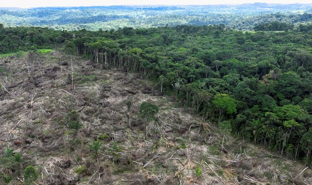 Deforestation report: UK's 'unsustainable' consumption putting 'enormous pressure' on... - Vimarsana News