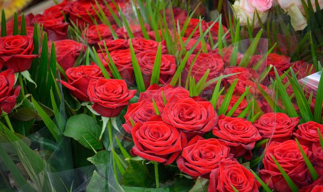 Roses are red, violets are blue, fears of shortages on Valentine's Day, over Brexit... - Vimarsana News