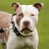 Vets faced 'abuse and threats' from XL bully owners over ban