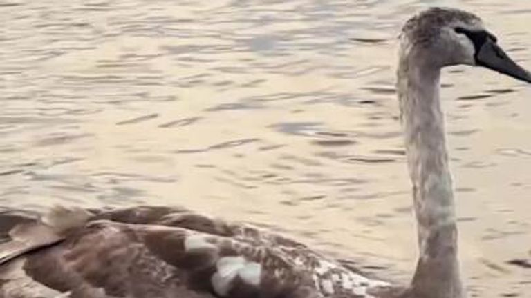 Swans swim in flooded river in Worcester