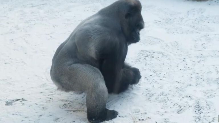 gorilla snow belfast zoo