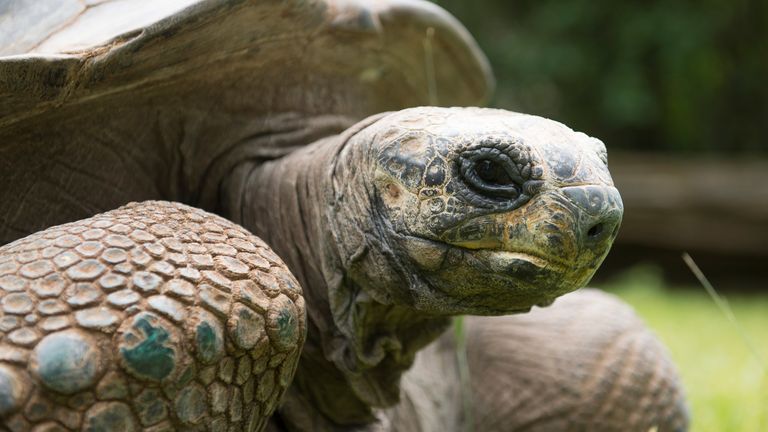 Police said the animals were thought to be Aldabra giant tortoises. File pic: AP