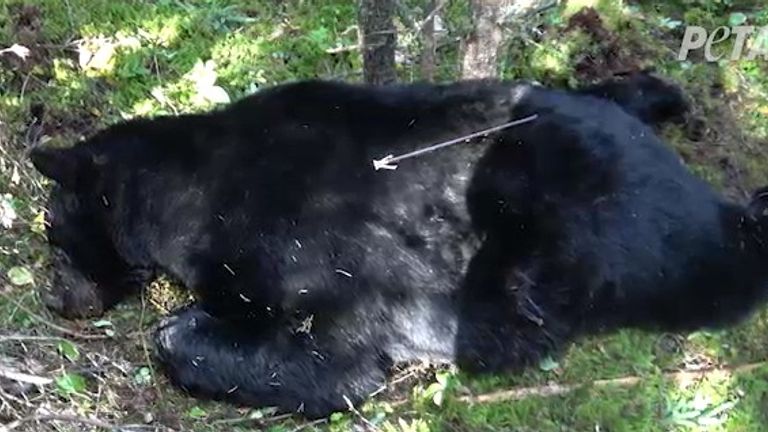 Some of the bears are killed using crossbows. Pic: PETA US