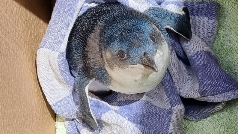 A blue penguin has been spotted on the runway.  Photo: Wellington Airport