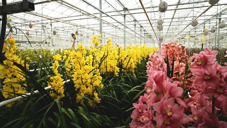 A flower growing centre in Belgium