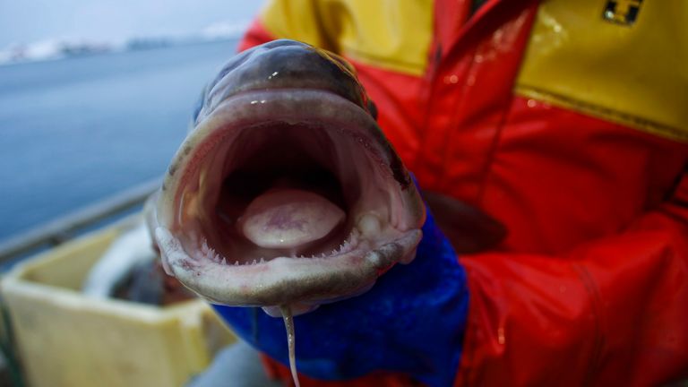 A fisherman shows off a cod after a fishing trip to the Arctic Barents Sea