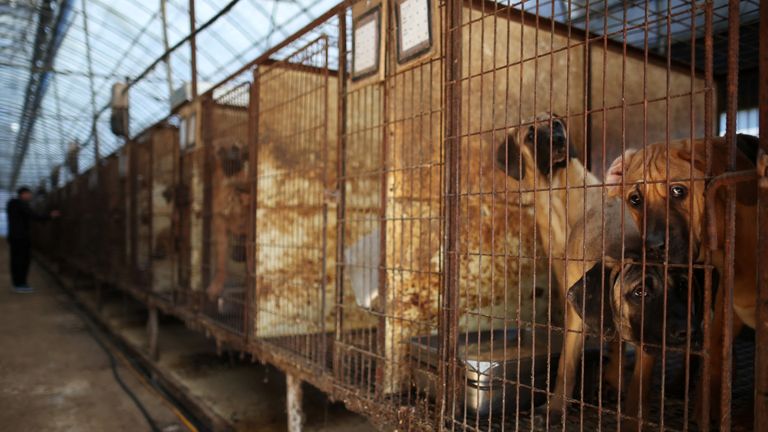 Hundreds of thousands of dogs are bred for their meat each year