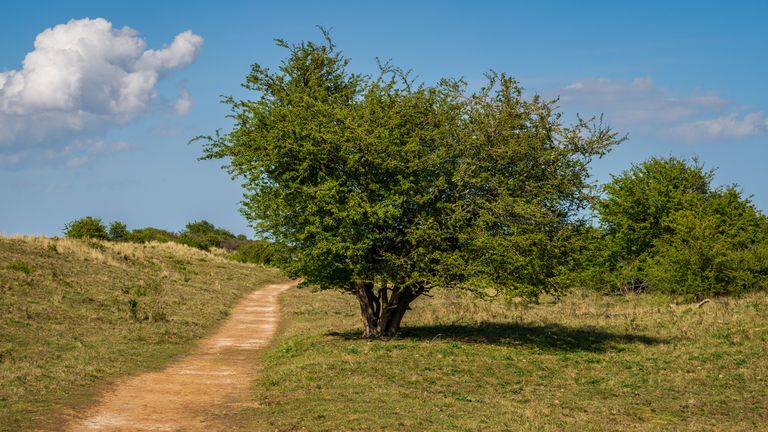 Gibraltar Point nature reserve, Lincolnshire. File pic: iStock/Bernd Brueggemann