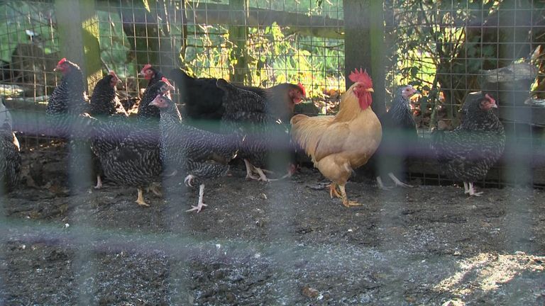 In the EU, chickens can now be fed insects.