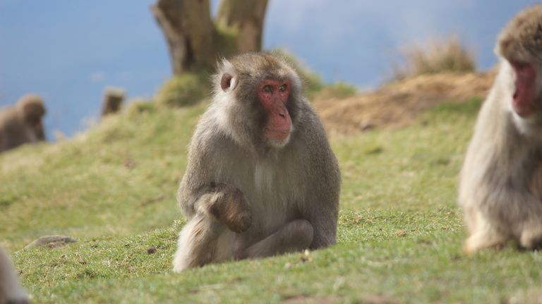 Japanese macaque. Pic: RZSS