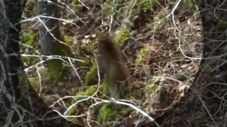 Drone films an escaped Japanese macaque in Scotland 