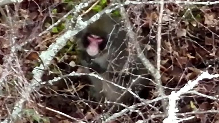 Drone footage from BH Wildlife Consultancy of a Japanese macaque which escaped from the Highland Wildlife Park on Sunday. Pic: BH Wildlife Consultancy/PA