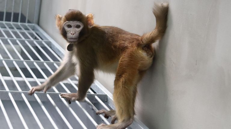 The cloned Rhesus monkey named ReTro