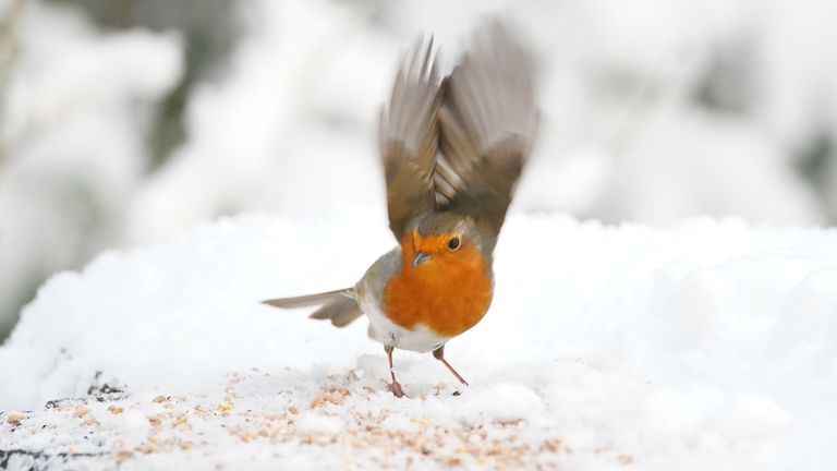 A robin red breast eats seeds in the snow