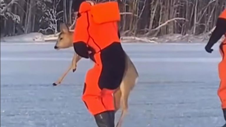 A deer has been saved after becoming trapped on a frozen reservoir