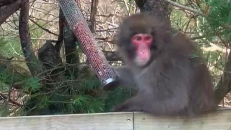 Escaped monkey seen sitting on a garden fence in Scotland