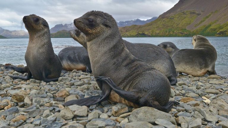 Antarctic fur seals. Pic: AP