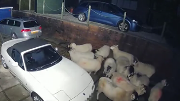 Man finds herd of 12 sheep sheltering from Storm Jocelyn in back garden ...