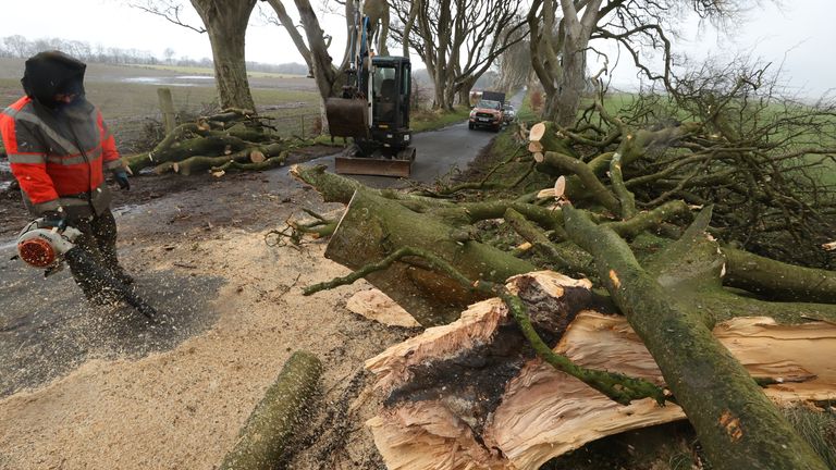 One of a number of trees in Northern Ireland made famous by the TV series Game Of Thrones that have been damaged and felled by Storm Isha. Work is being carried out to clear up at the Dark Hedges site in Co Antrim. Picture date: Monday January 22, 2024.