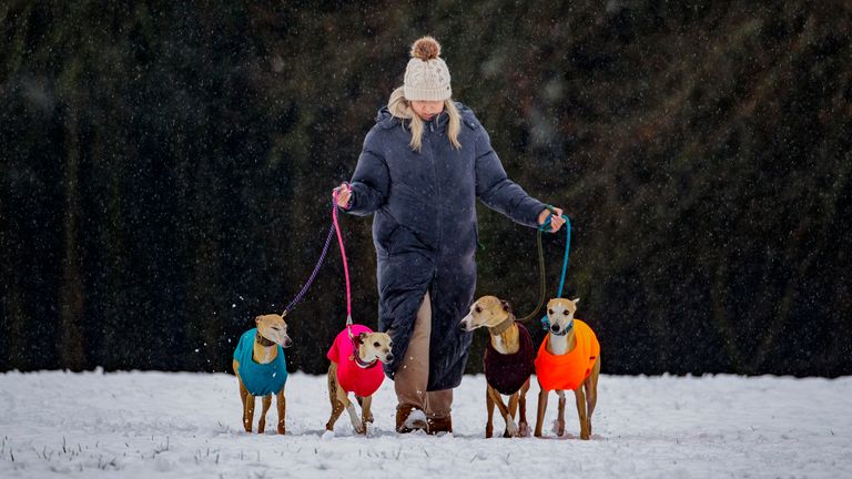 A dog owner walks her four whippets in Ballyclare, Northern Ireland. What do you think of their coats?