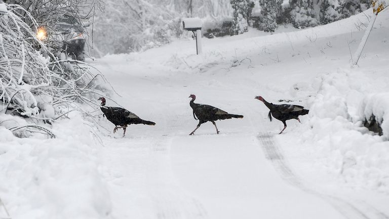 Turkeys in Worcester, Mass. Pic: AP