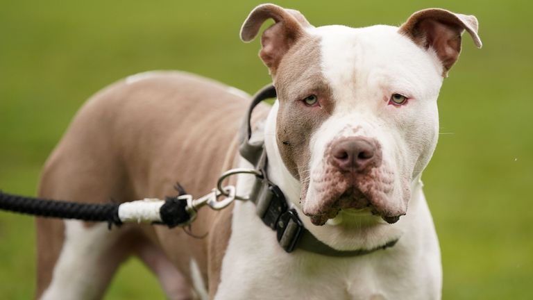 File photo dated 30/09/23 of an XL bully dog called Riz, during a protest against the Government&#39;s decision to add XL bully dogs to the list of prohibited breeds under the Dangerous Dogs Act following a spate of attacks. XL bully dogs must be kept on a lead and muzzled in public under new restrictions, amid fears among animal welfare groups that a looming ban on the breed will overwhelm vets and rescue centres. Issue date: Sunday December 31, 2023.