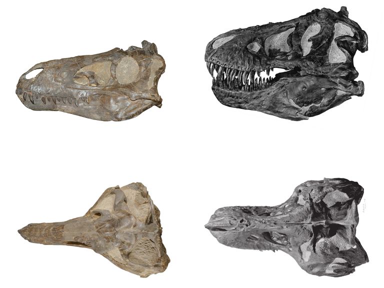 Comparison of Nanotyrannus and Tyrannosaurus skulls. Pic: Longrich et al/ Fossil Studies/PA Wire