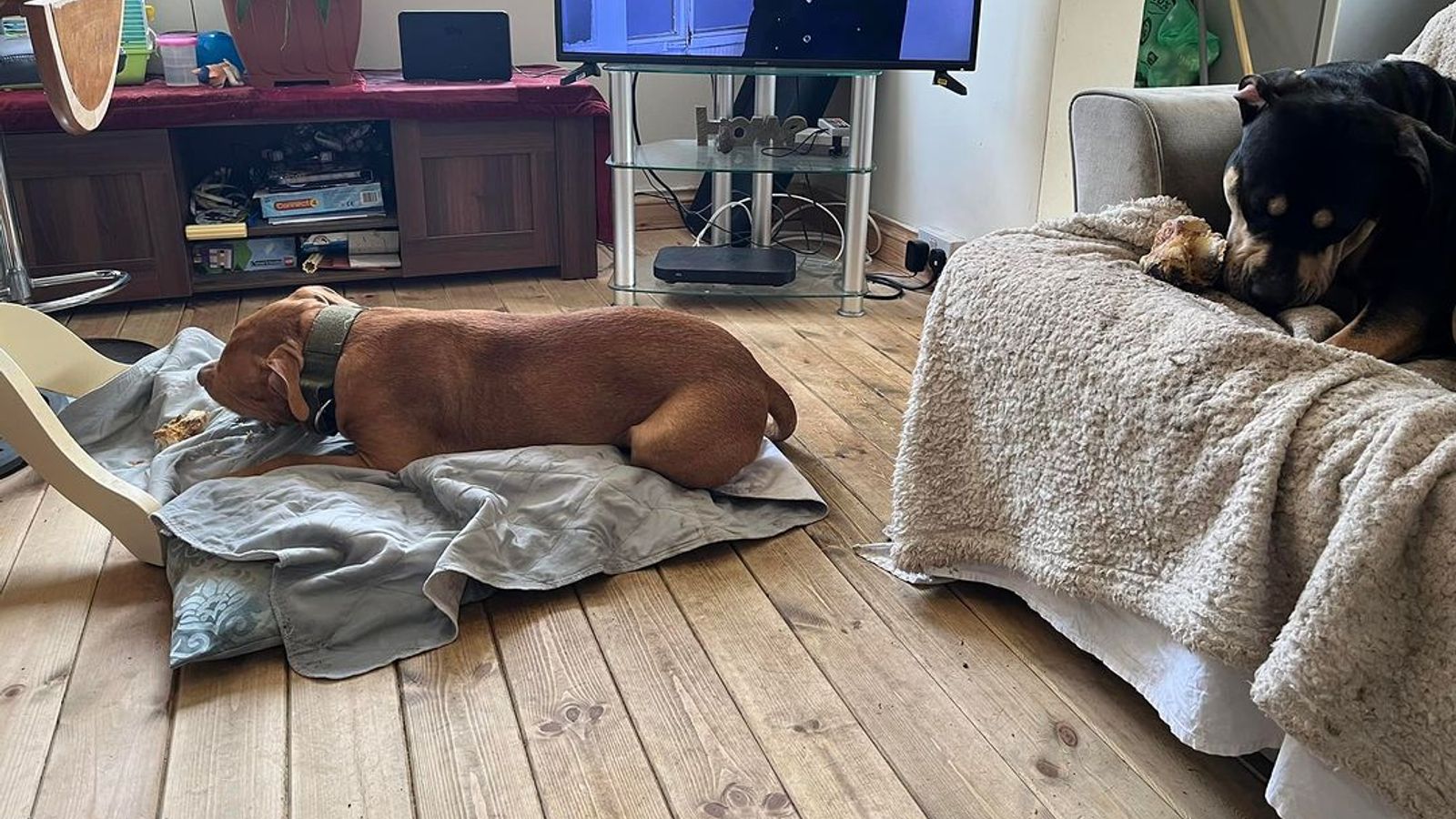 XL bully owner whose dogs killed grandmother now wants them 'wiped out(01)