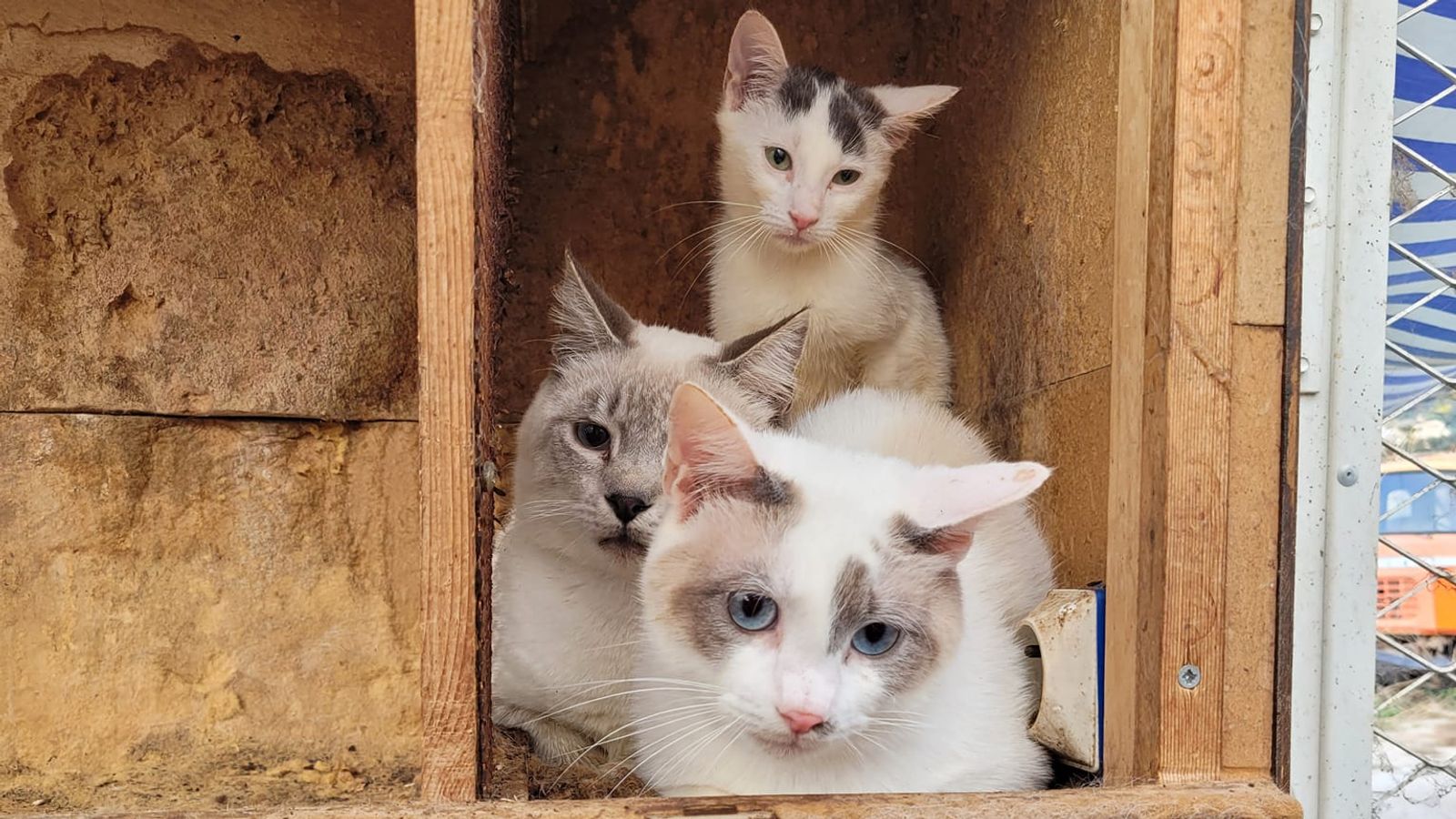 Франция: Повече от 100 котки са намерени мъртви във фризер или заровени в градината на „къщата на ужасите“, съобщават доклади