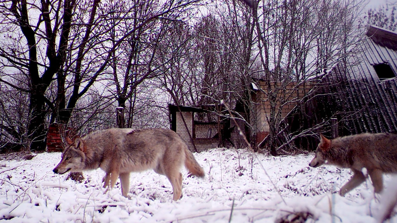 The wolves are exposed to cancer-causing radiation as they roam the wastelands of the abandoned city - with researchers finding part of their genetic 