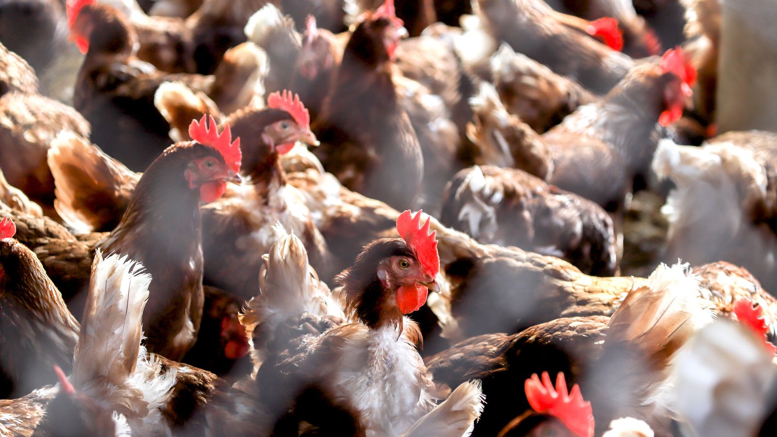 „Ужасяващ скандал“: Правителството е изправено пред съда заради пилешки изпражнения в река Уай