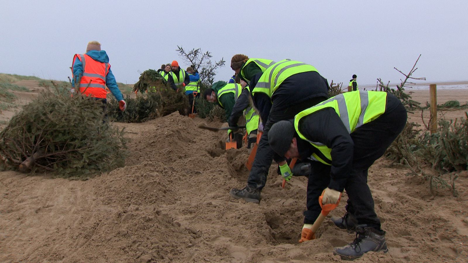 Колко стари коледни елхи помагат за възстановяването на последните останали пясъчни дюни в Ланкашир