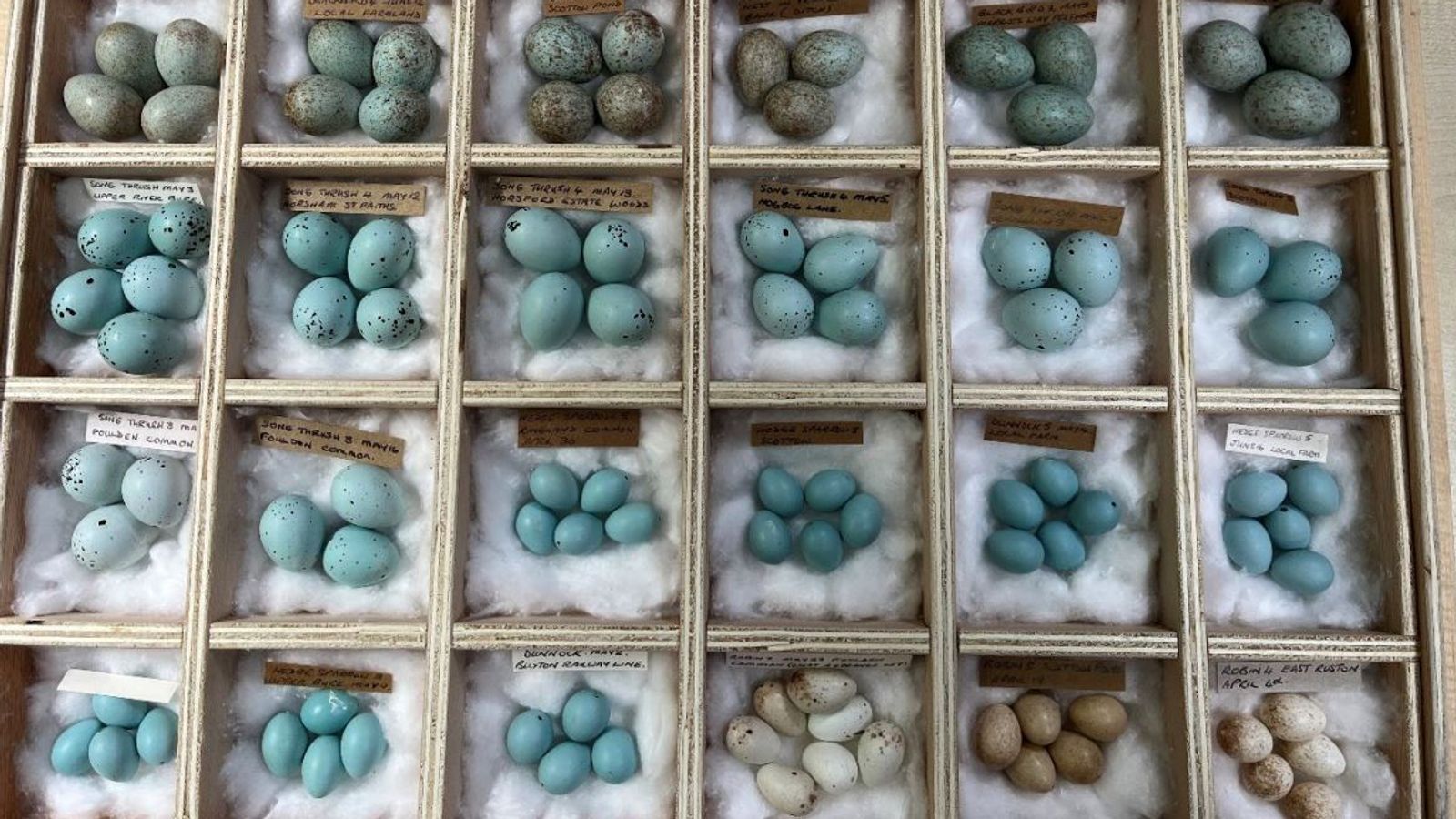 Успешният крадец на яйца Даниел Лингам бе осъден за трети път за кражба на хиляди яйца от диви птици в Норфолк