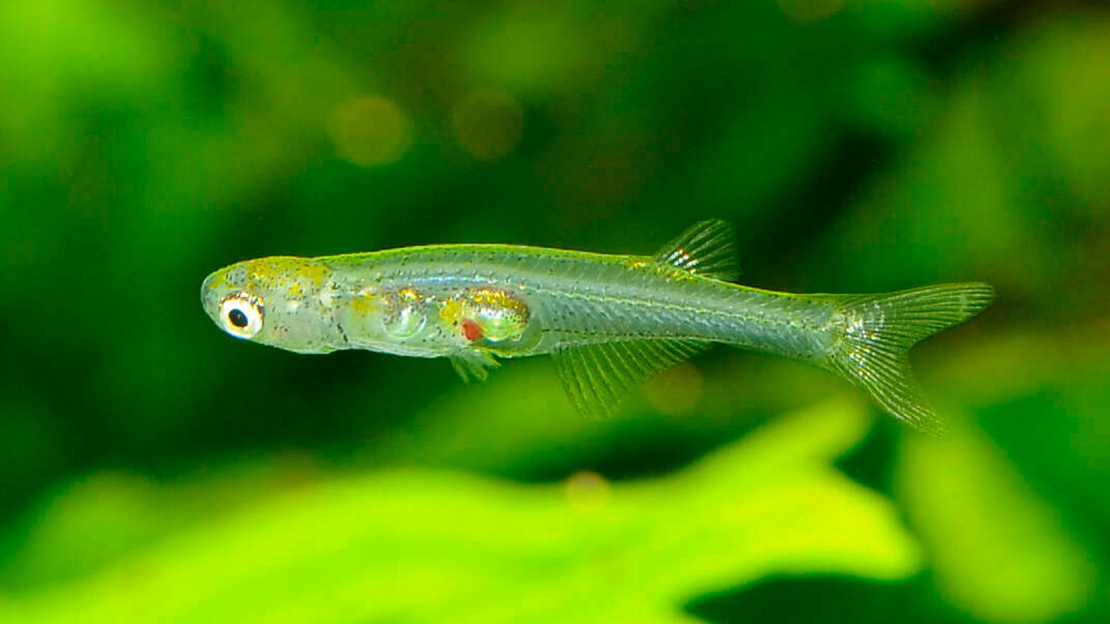 Scientists uncover tiny fish could make sounds as loud as a pneumatic drill