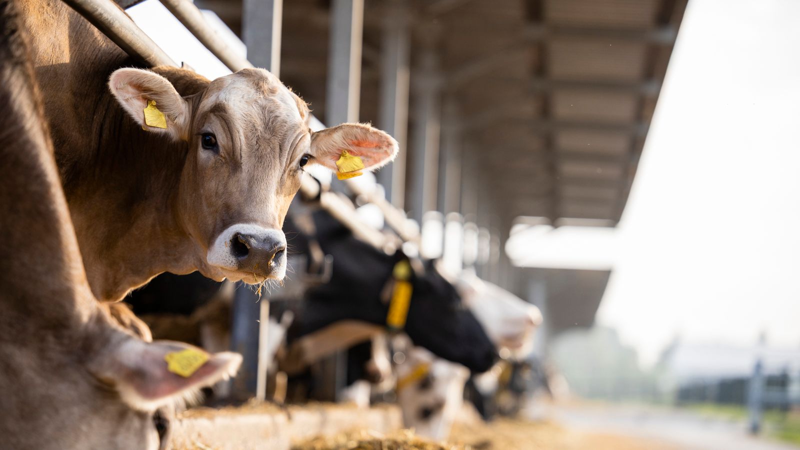 Les vaches britanniques ne sont pas testées pour la grippe aviaire malgré une épidémie aux États-Unis |  Nouvelles du Royaume-Uni