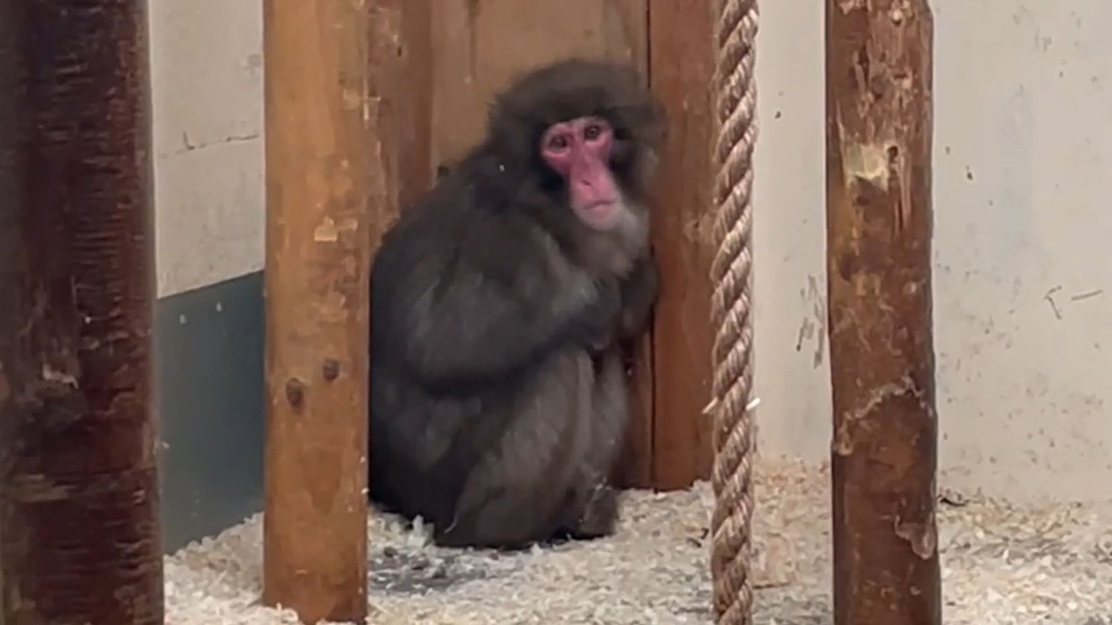 Маймуната Хоншу се премести в Единбургския зоопарк от Highland Wildlife Park за „ново начало“ след бягството