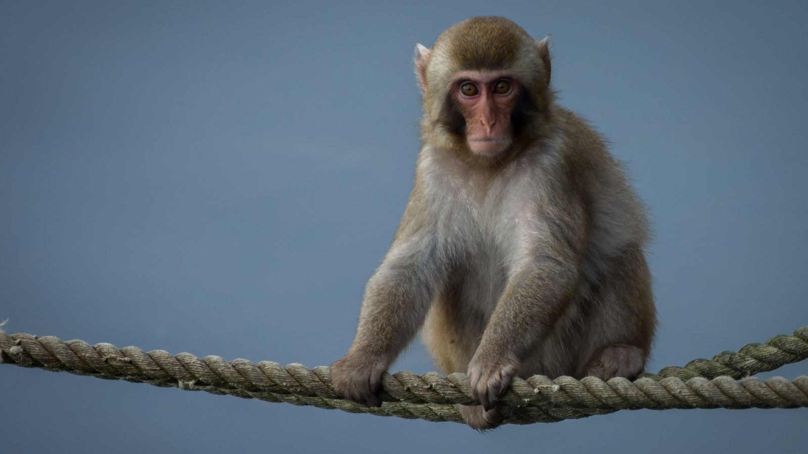 Маймуна, „прихваната от йоркширски пудинг“, се завръща към живота в Highland Wildlife Park