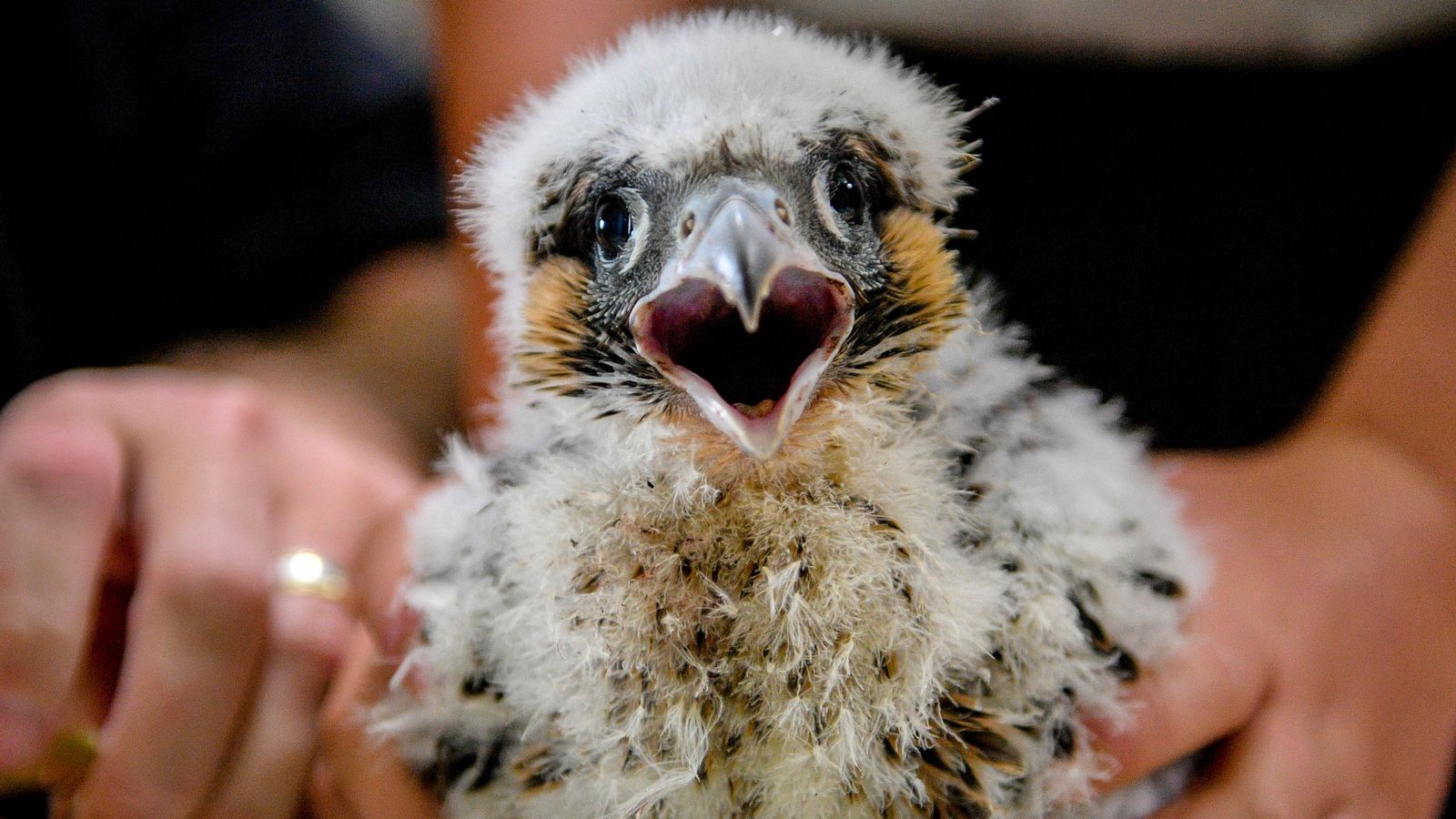 West Lothian breeder who illegally sold peregrine falcon chicks ordered to hand over more than £7,000