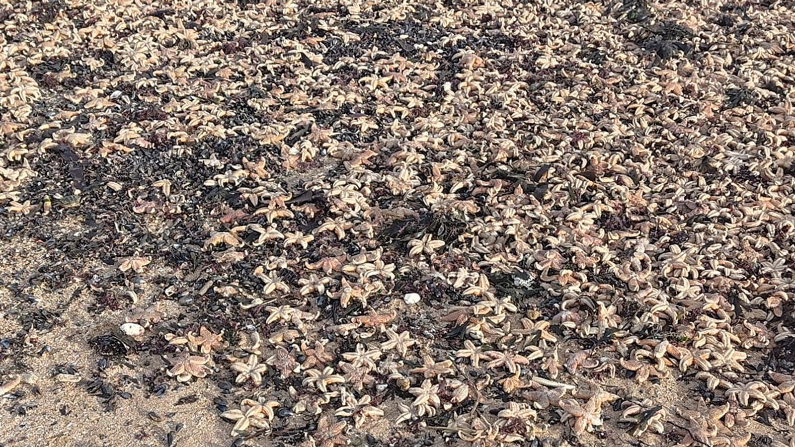„Хиляди“ морски звезди изхвърлени на плажа в Маргейт