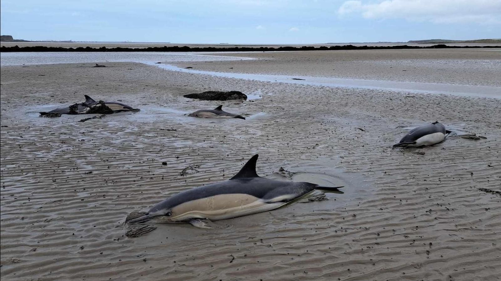 Делфин умира, след като шест заседнаха на плажа в Ангълси