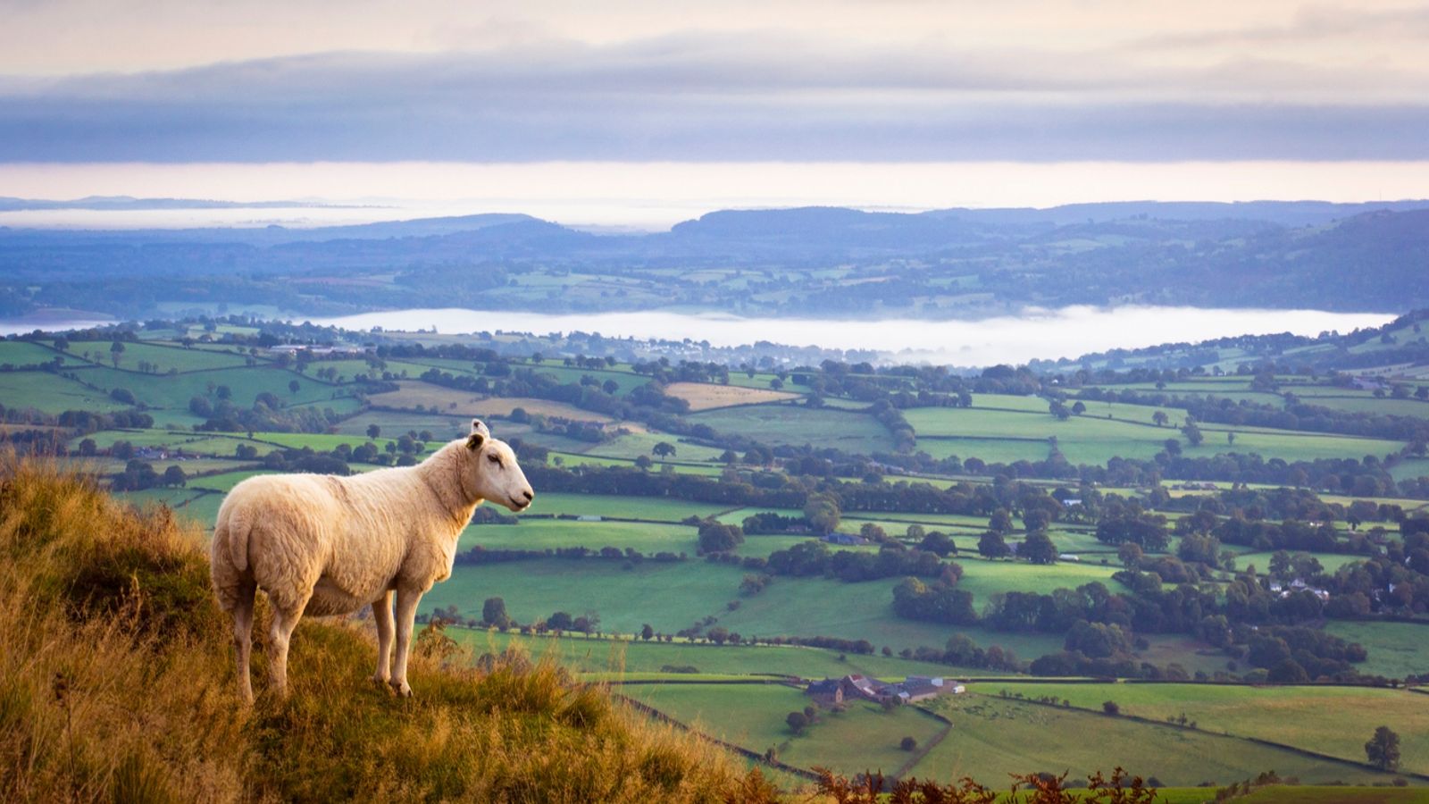 Dog owners warned after sheep 'attacks' in North Wales